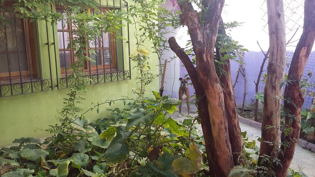 Hospedaje La Rana بوينس آيرس المظهر الخارجي الصورة